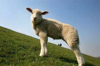 Easter Lamb Happy Eastern Paschal