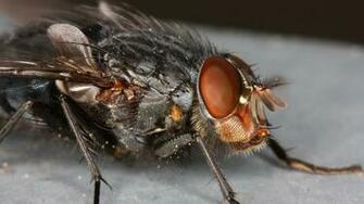 Wallpaper Fly Macro Eye Insect Full