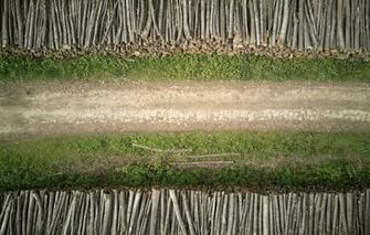 Wallpaper Road Forest Trees The From Top Logs United