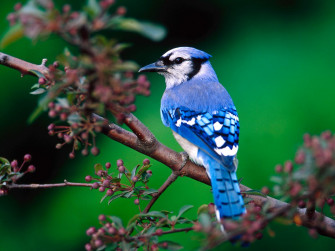 Birds HD Widescreen Wallpaper