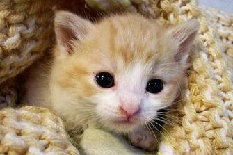 Most Interseting Cutest Cat Wallpaper