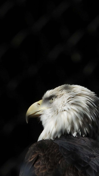 The Eagle iPhone Experience Smart Technology Wallpaper