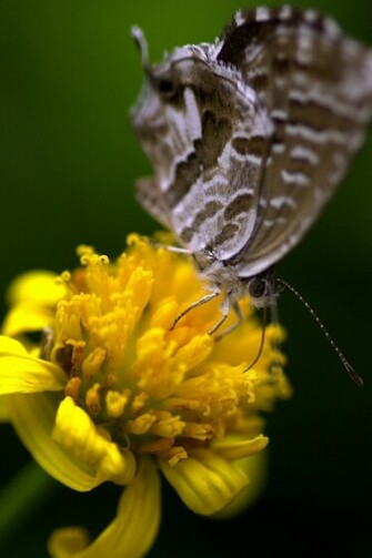 Yellow Flower And Butterfly iPhone Wallpaper Walls