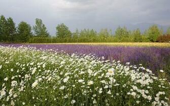 Field Stallone Kitchen Wallpaper Sylvester Flower