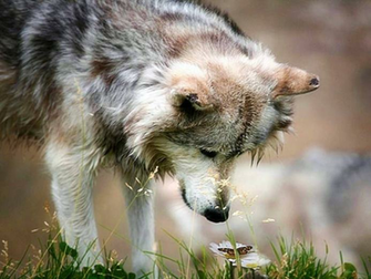 Yorkshire Image Wolf Wallpaper Photos