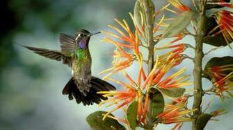 Animal Nature Travel Wallpaper HD Widescreen Gratis