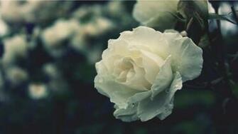 White Peony Flower HD Wallpaper