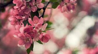 Peach Flowers Wide HD Wallpaper For Desktop Background