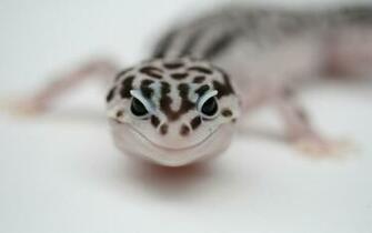 Leopard Gecko HD Wallpaper Background