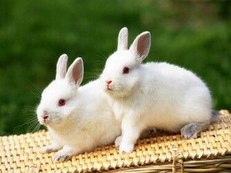 Hq Desktop Wallpaper Rabbits Bunny