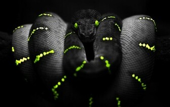 Snake HD Wallpaper Background