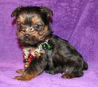 Yorkshire Terrier Dog With Necklace Wallpaper