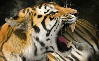 Angry White Tiger Eyes