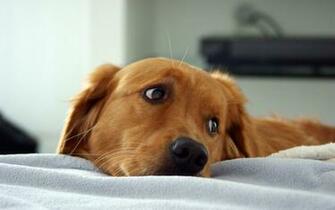 Golden Retriever Puppies Wallpaper HD Background Hivewallpaper