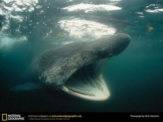 Shark Picture Desktop Wallpaper
