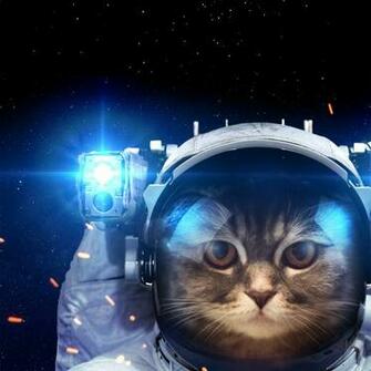 A Cat In The Space Animals QHD Wallpaper Vactual Papers