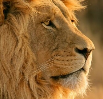 Lion Face High Definition Wallpaper Background