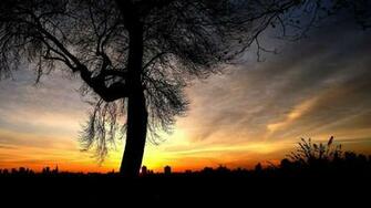 Cool Tree Wallpaper