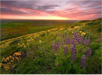 Beautiful Purple Flowers Scenery Background