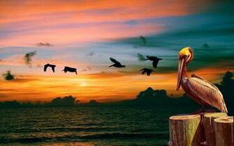 Pelican Computer Wallpaper Desktop Background Id
