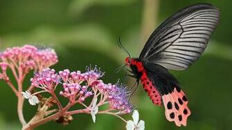 Butterfly On Pink Flower Wallpaper Hq Desktop