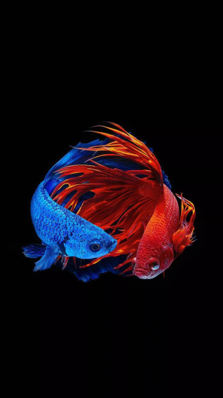 Fish iPhone Wallpaper