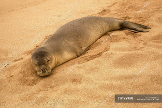 Monk Seal Wallpaper