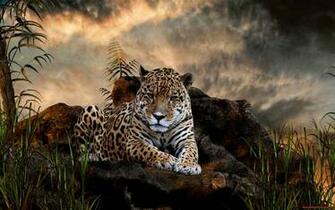 Amazing Tiger Animal Wallpaper Wild