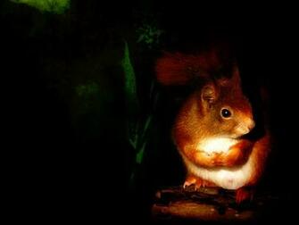 Photos Animal Squirrel HD Wallpaper WallpicsHD