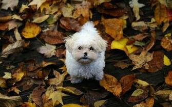 Autumn Dogs Pupps Wallpaper