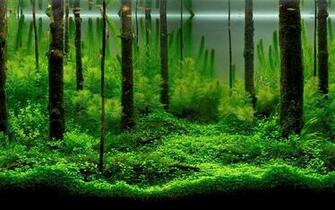 Forest Aquarium Wallpaper Akvarium Kreativitet
