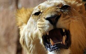 Lions Tigers Wallpaper Noname