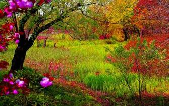 Spring Forest Flowers Wallpaper HD Dream