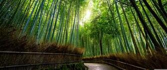 Bamboo Forest 4k Wallpaper Ecopetit Cat