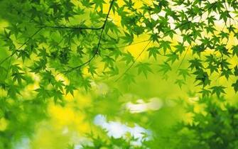 Fresh Green Leaves Wallpaper No