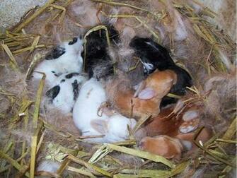 Share To Labels Baby Rabbits