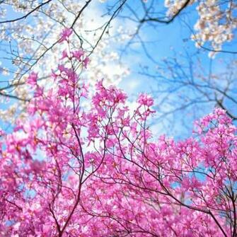 Spring Sakura Garden In Kyoto Wallpaper For iPad Mini