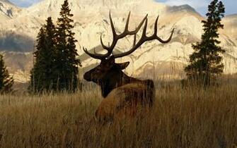 Deer X Animals Photography Miriadna