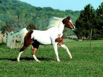 Paint Horse Wallpaper