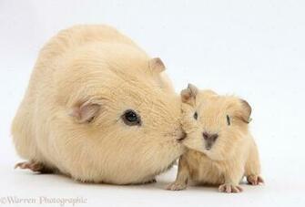 Baby Pig Image
