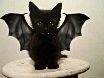 Cats Bat Cat Kitty Kitten Feline Pictures For HD High