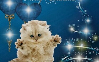 Funny Pictures Christmas Cat Decorations