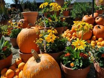Pumpkins And Flowers Pictures Photos Image For