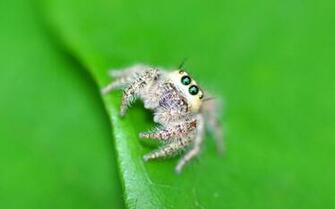 Labels Funny Animals Pictures Spider