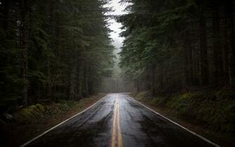 After Night Rain Wallpaper Forest Road