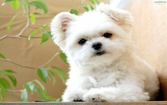 For His Movie Debut The Lost Great White Ewok Puppies Wallpaper
