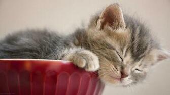 Your Wallpaper Baby Cat