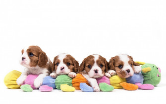 Animal King Charles Spaniel HD Wallpaper