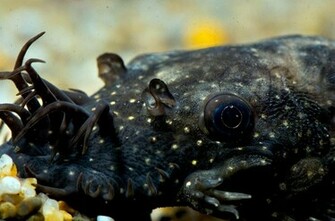 Catfish Wallpaper