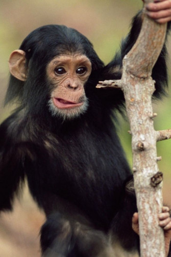 Monkey iPhone Wallpaper